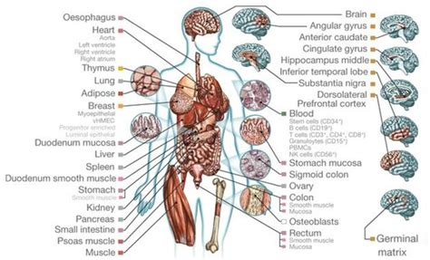 Diseases and illnesses target all body systems, such as the circulatory, digestive, reproductive, endocrine, neurological, skeletal and muscular systems. Consortium Debuts Biggest Set of Human Epigenomes To Date ...