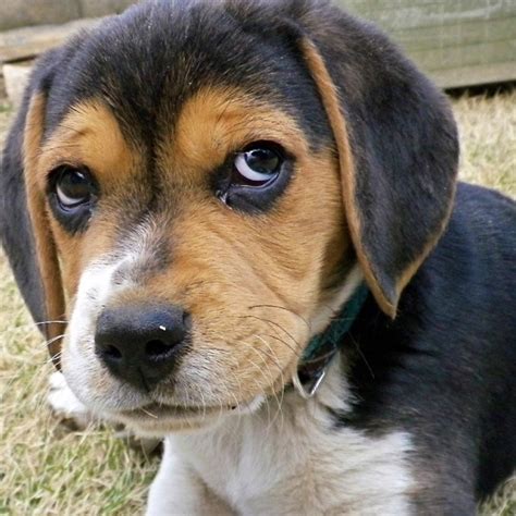 10 Reasons Why Beagles Are The Best Dogs Ever