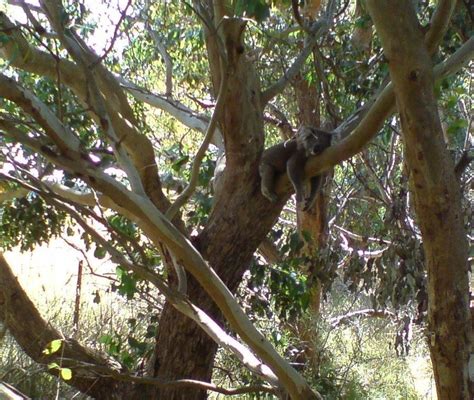 Clever Koalas Hug Trees To Stay Cool In Hot Weather Scientists Say