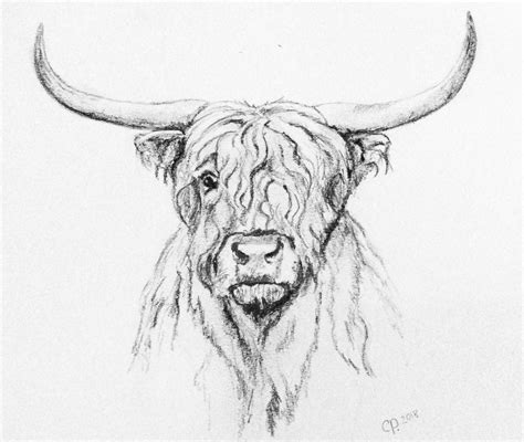 Highland Cow Drawing At Explore Collection Of