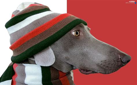 Hat Scarf Dog Dogs Wallpapers 1920x1200