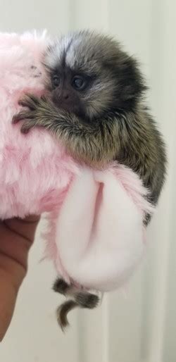All these things must be considered when searching for cheap marmoset monkeys for sale. MARMOSET FOR SALE, POCKET MONKEY, AKA FINGER MONKEY ...