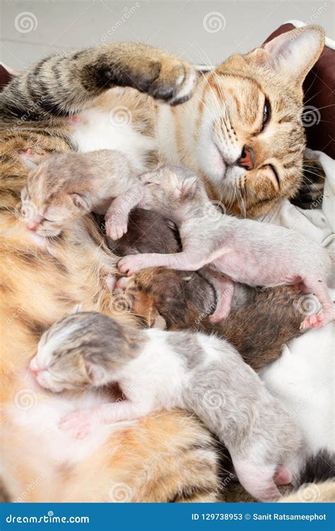The Mother Cat Is Nursing Newborn Kitten Stock Image Image Of Life