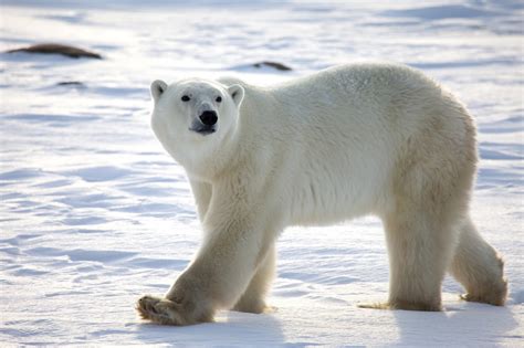 The Polar Bear Amazing Animal Informative Facts Wildlife Of World