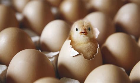 Mar 25, 2019 · after you carefully read via this post, your will discover why the answer is 44 and not 36. What came first, the chicken or the egg? Physicists ...