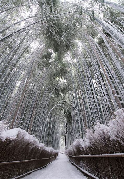 Rare Heavy Snowfall Turns Kyoto Into Winter Wonderland And The Photos