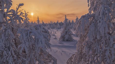 Forest And Fir Trees With Snow During Sunset Hd Winter