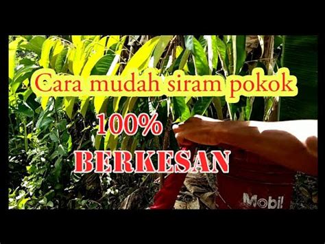 Cara terdesak selamatkan pokok durian hampir tenggelam. Cara Siram Pokok Durian - YouTube