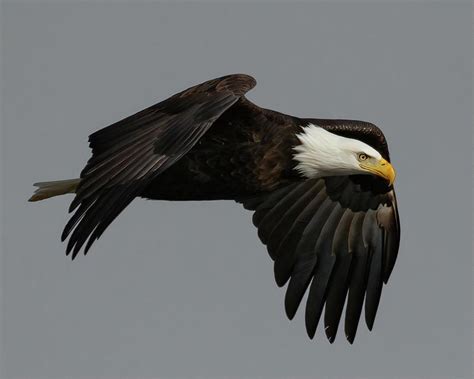 Bald Eagle In Flight Photograph By Deb Henman Pixels