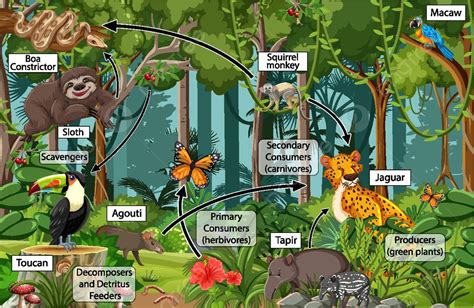 رسم تخطيطي يظهر شبكة الغذاء في الغابات المطيرة التوضيح حيوانات الأشجار