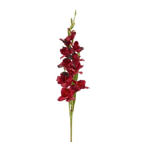 Red Gladiolus Transparent Png Stickpng