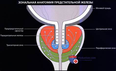 Диета для аденома предстательной железа Схема предстательной железы мрт - 87 фото Схема предстательной железы мрт - 87 фото Диета для аденома предстательной железа