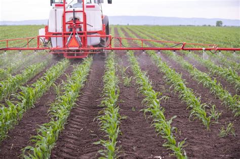 Tractor Spraying Pesticides At Corn Fields Stock Image Image Of Irrigate Countryside 212472247