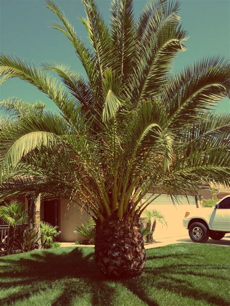 Pineapple Palm Tree Palm Tree