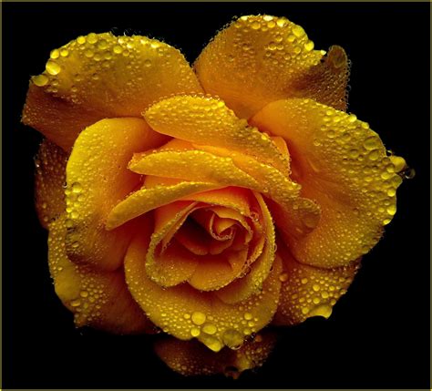 Blooming Yellow Rose Dew Free Stock Photo Public Domain Pictures