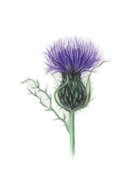 Flowers symbolize various beautiful things. Best 25+ Scottish thistle tattoo ideas on Pinterest ...