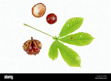 Horse Chestnut Or Conker Tree Aesculus Hippocastanum Leaf And Fruits