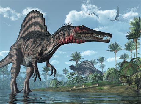 Spinosaurus Meat Eating Dinosaur Even Larger Than T Rex Was ‘river Monster’ Researchers Say