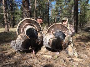 turkey hunt starts in may turkey numbers growing cedar city news