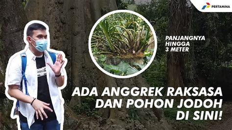 Wah Ada Pohon Jodoh Explore Taman Taman Di Kebun Raya Bogor Lagi