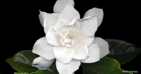 August Beauty Gardenia Growing And Care
