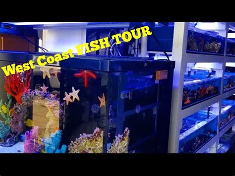 Aquarium Fish Store Tour Aquatic Videos