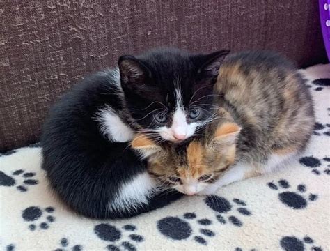 25 Photos Proving That Cats Are The Cutest Things On Earth Cute Kittens