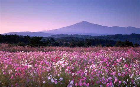 Download Wallpapers Evening Sunset Mountain Landscape Wild Flowers