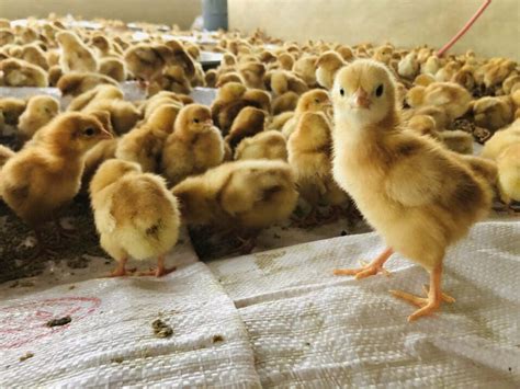 Germany Bans Male Chick Culling From 2022 Happy Eco News