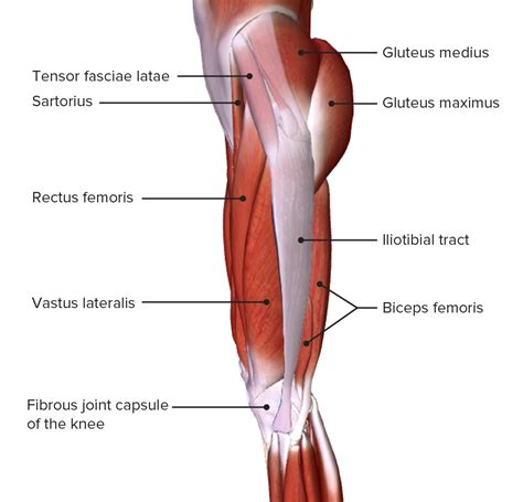 Muslo Anatomía Concise Medical Knowledge