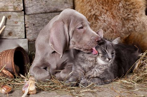 Photos That Prove Cats And Dogs Can Be Friends Readers Digest