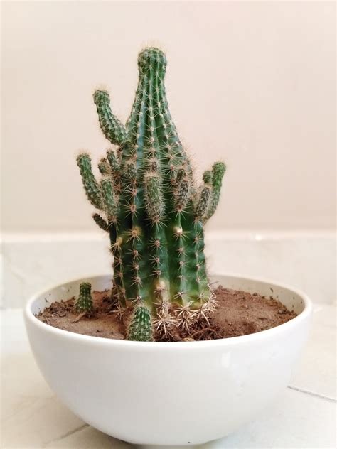 Why My Cactus Is Growing Skinny Even The Smaller Ones Rplantclinic