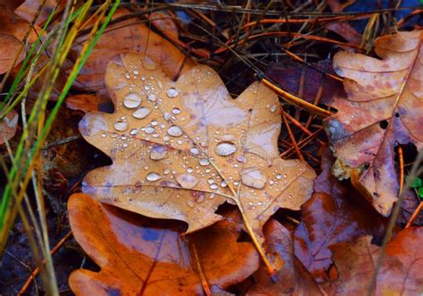 Wet Autumn Leafage Stock Photo Image Of Season Forest 104119348