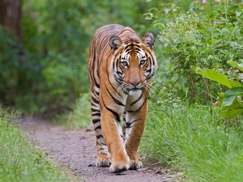 Top 10 Most Endangered Wild Animals Names in India 2022