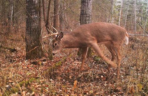 How To Use Rubs And Scrapes To Your Advantage North American Deer Hunter
