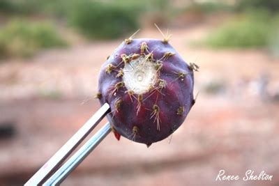 When the patient has mental limitations that prevent cooperation with removal, these challenges grow. Spines: Best Way To Remove Cactus Spines