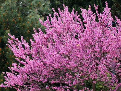 Three landscape design techniques for small spaces by maureen gilmer. 17 Dwarf Trees that are Perfect for Small Spaces | Dwarf ...