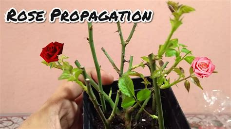 Easy Way To Grow Rose From Cutting How To Propagate Rose Plant Youtube