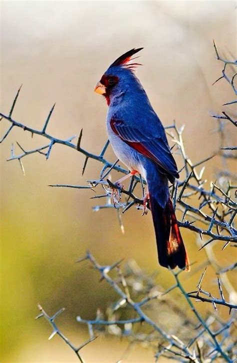 Blue Cardinal Introduced To Hawaii Beautiful Birds Nature Birds