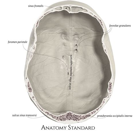 Calvaria The Bottom View Human Anatomy Drawing Medical Anatomy
