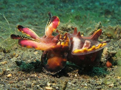 21 Of The Most Poisonous Sea Creatures And Deadly Ocean Animals
