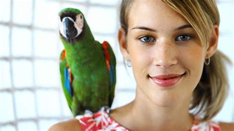 Teach Your Ringneck Parrot To Be The Most Adorable Pet