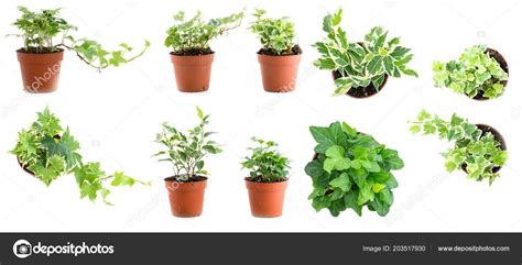 Pictures Different Types Of Ivy Plants Set Of Pot