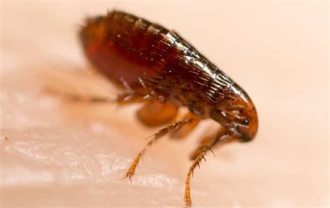 Looking for pest control, termites control or bed bugs control? Late Summer Flea Prevention Tips For Moline Homeowners