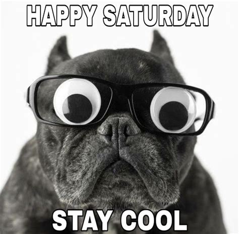 Happy Saturday Stay Cool Saturdaymemes Funnysaturdaymemes
