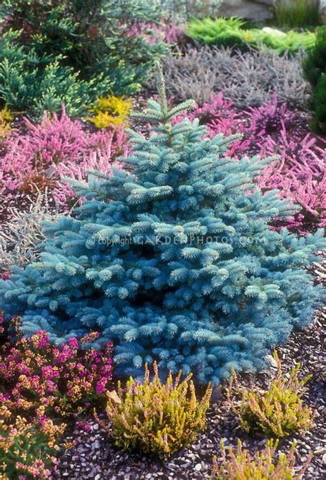 Blue Spruce Evergreen Shrub Tree Picea Pungens Globosa In Garden Use