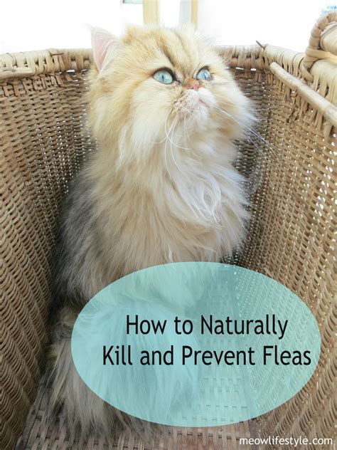 How To Naturally Kill And Prevent Fleas Meow Lifestyle