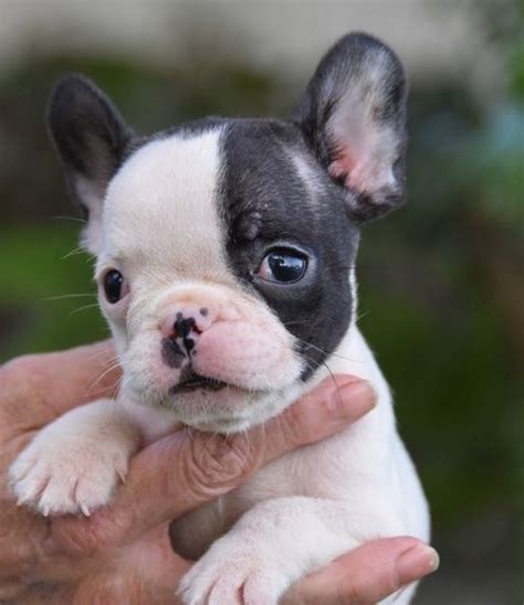 Teacup french bulldog puppies that we have available. French Bulldog Puppies For Sale | Louisville, KY #213200