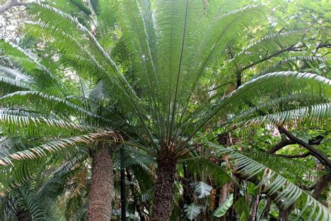 It is a slow growing plant which takes 50 years to attain full height. How to Grow & Care Sago Palm Tree in Your Backyard