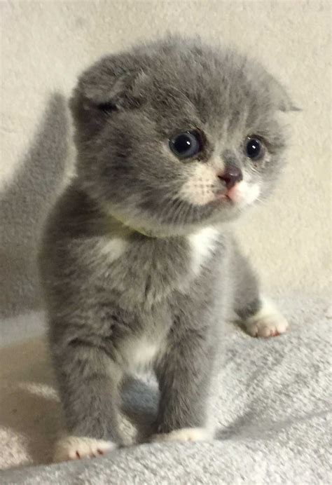 Join millions of people using oodle to find kittens for adoption, cat and kitten listings, and other pets adoption. Scottish Fold Kittens for Sale #munchkinkittens | Munchkin ...
